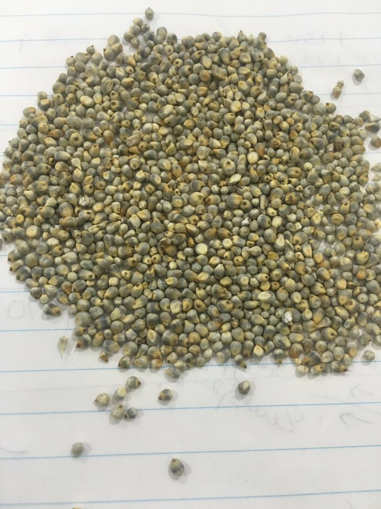 Indian Bold Green Millet, High in Protein