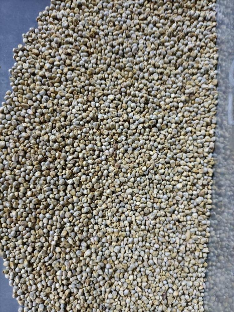 Natural Green Millet, For Food Processing, Packaging Type: Loose