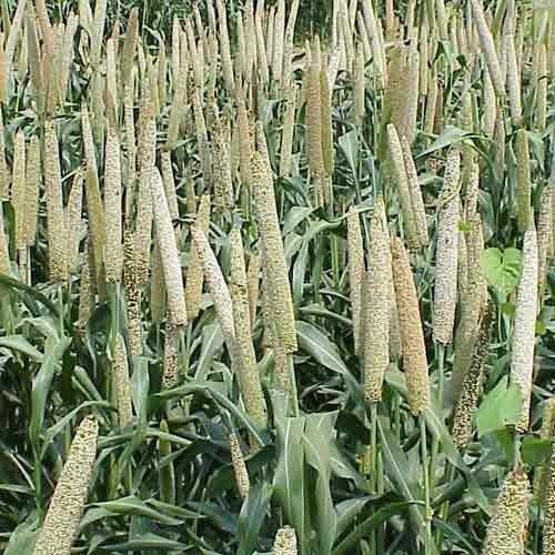Millets