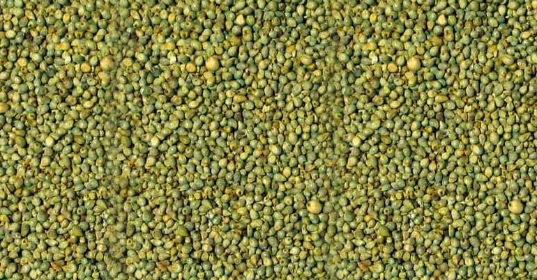 Green Millet (Bajra), Speciality: No Artificial Flavour