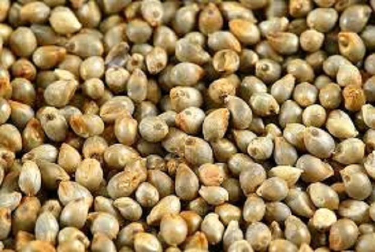 Organic Indian Green Bajra
