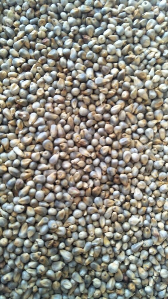 Indian Green Millet