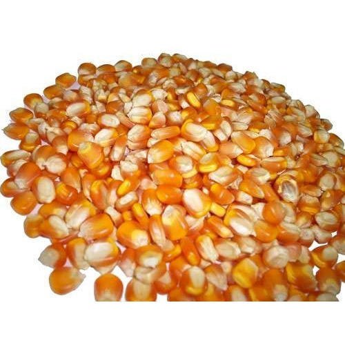 Dried Yellow Maize, Organic, Packaging Size: 25kg