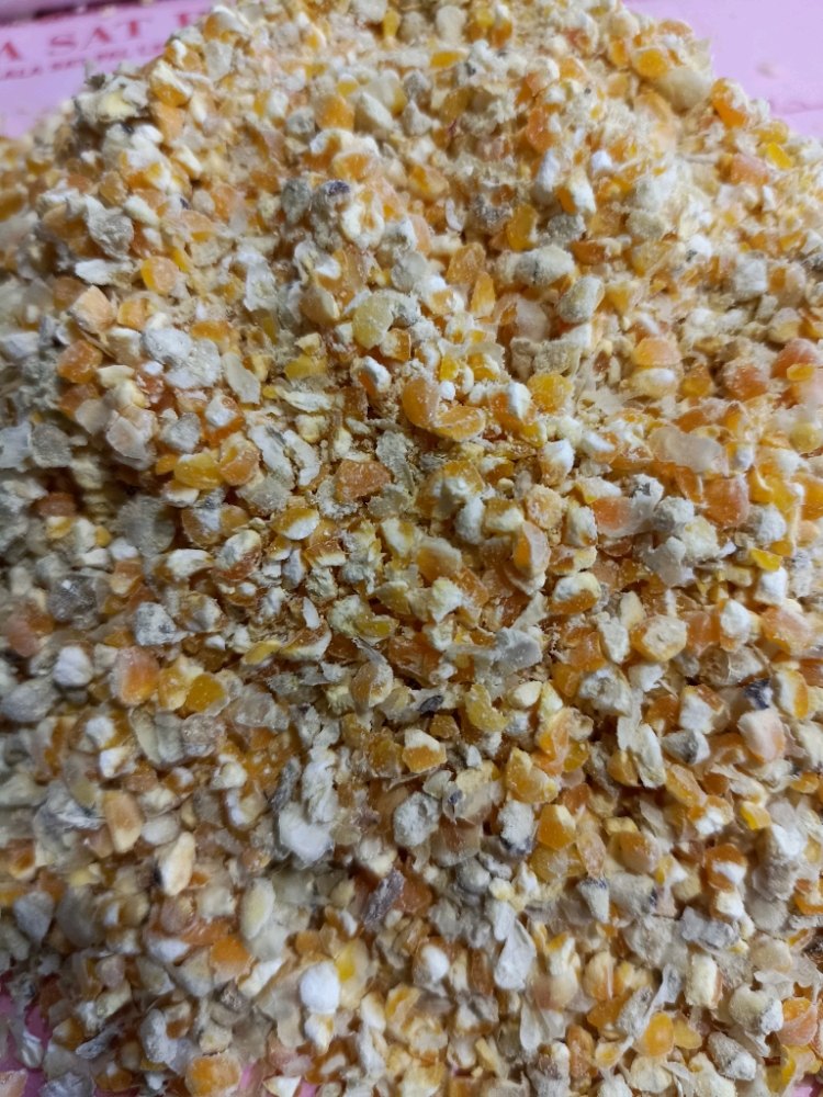 Dry Yellow Maize Grits, Packaging Type: PP Bag, High in Protein