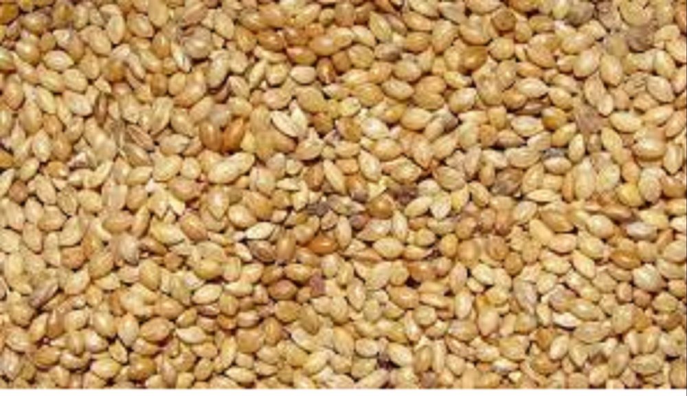 Foxtail Millet- Setaria italica, Packaging Size: Custom