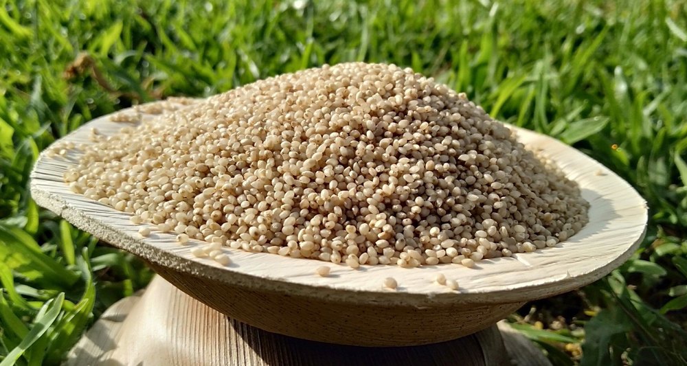 Natural Little Millet Unpolished, For Food Processing, Packaging Type: PP Bag