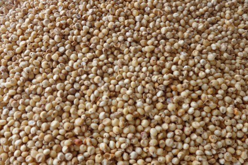 Whole sale Indian White Sorghum, Gluten Free, Packaging Type: Poly Sacks