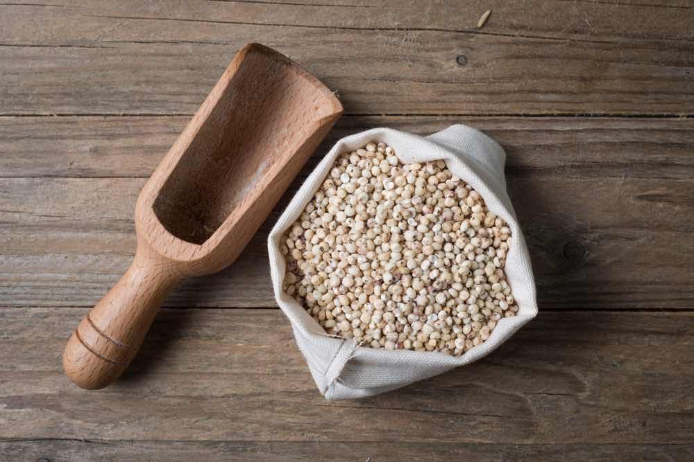 Dried MILKY WHITE SORGHUM SEEDS, 10% To 12%, Gluten Free