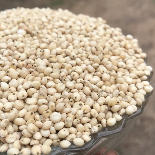 Natural White Sorghum Millet