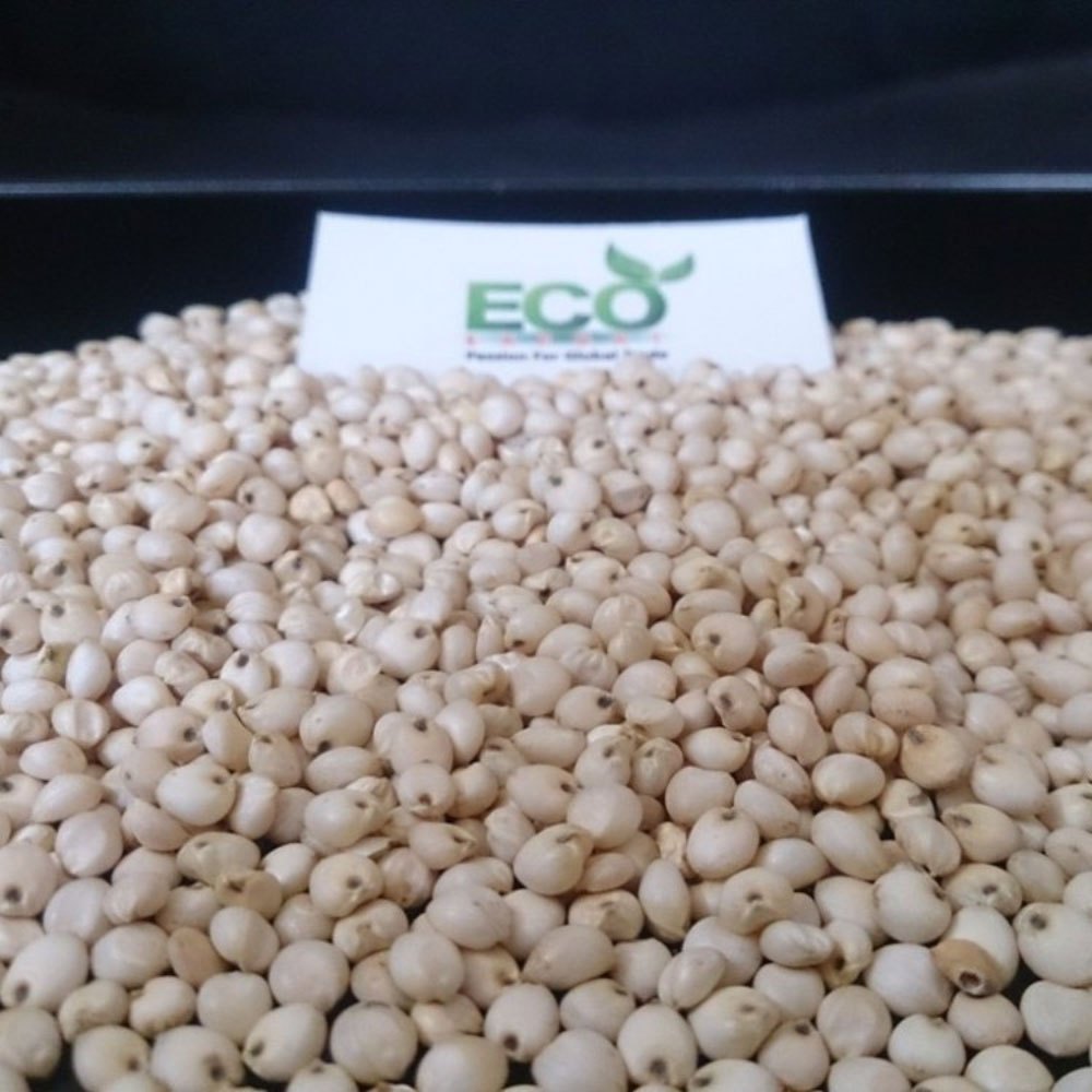White Jowar Sorghum, High in Protein