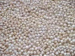 Milk White Sorghum