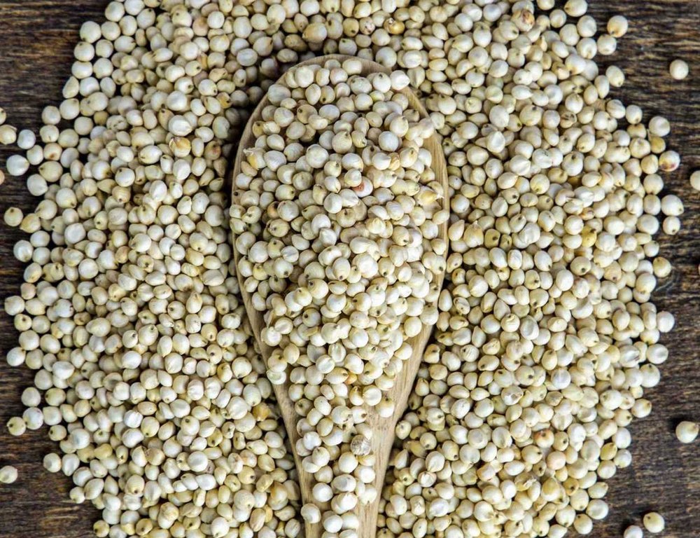 Milk White Sorghum, Organic