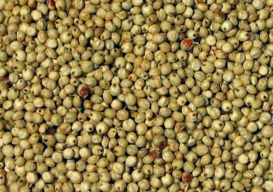 Pec Brown White Sorghum Seeds, Packaging Type: Pp Bags, Packaging Size: 50 Kgs