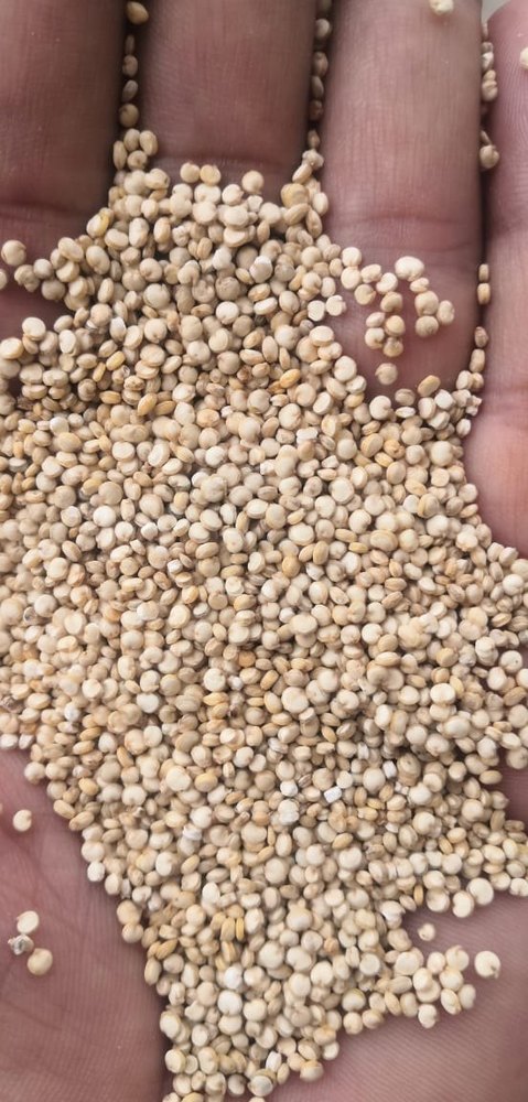 Bold White Quinoa, For Food, Packaging Size: 50Kg