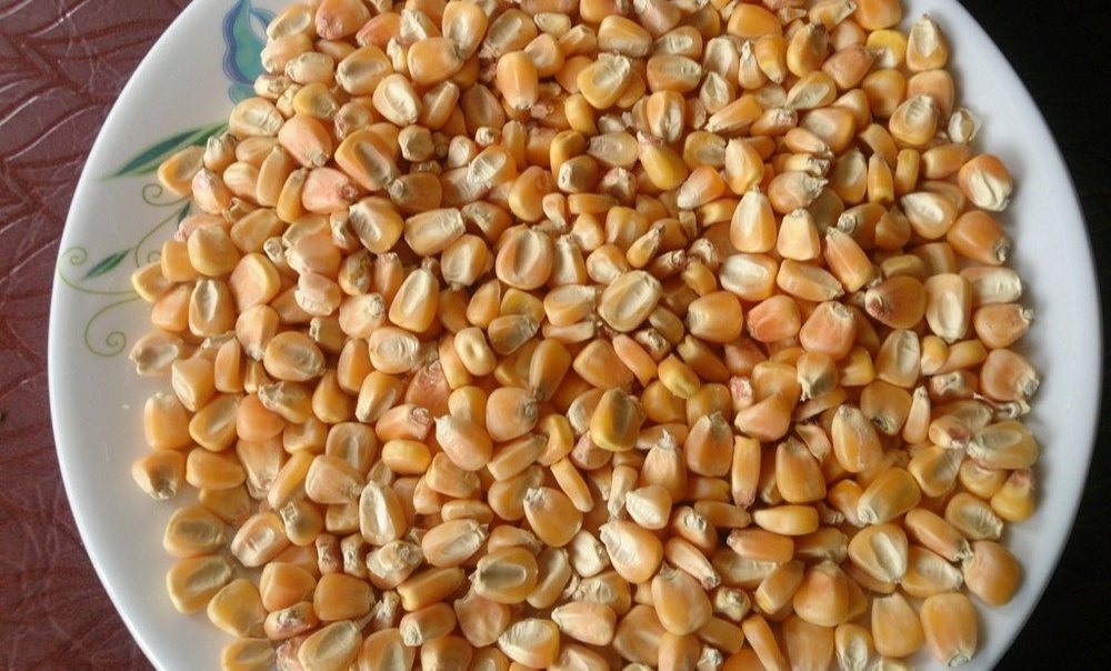 Natural Yellow Maize