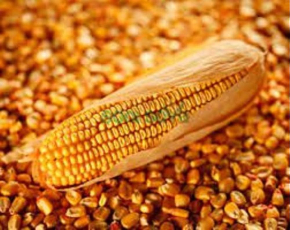 Orange Dry Organic Maize Grain, For Cooking, High in Protein