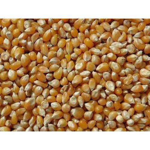 Popcorn Maize, Packaging Type: PP Bag, Packaging Size: 50 Kg