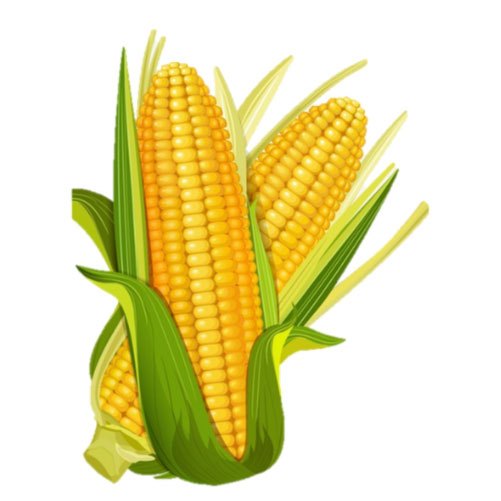 Preferred Popcorn Dried Raw Maize, For Making Popcorn, Pack Size: 25 Kg
