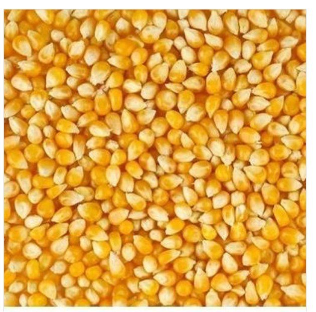 Hygiene Yellow Maize, High in Protein