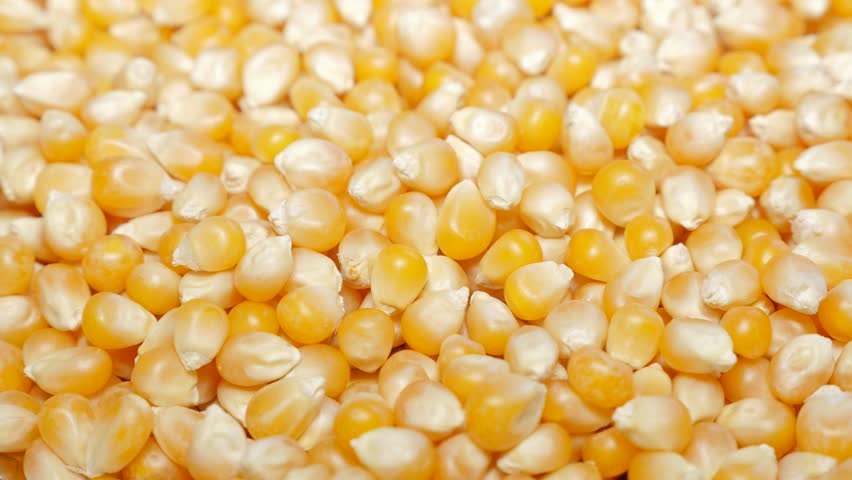 Yellow Popcorn Raw Maize, High in Protein