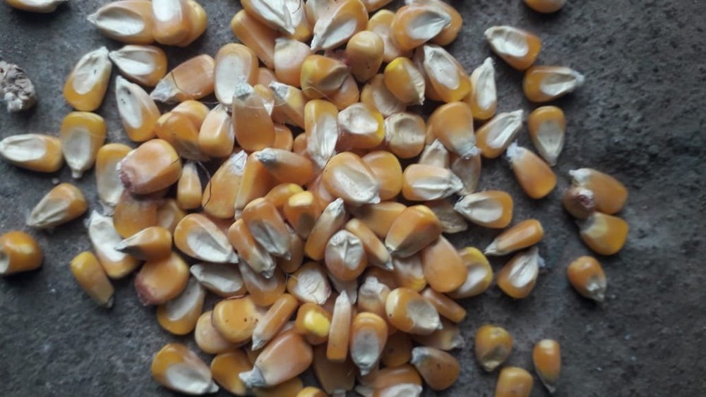Dried Yellow Raw Maize, 13%, High in Protein