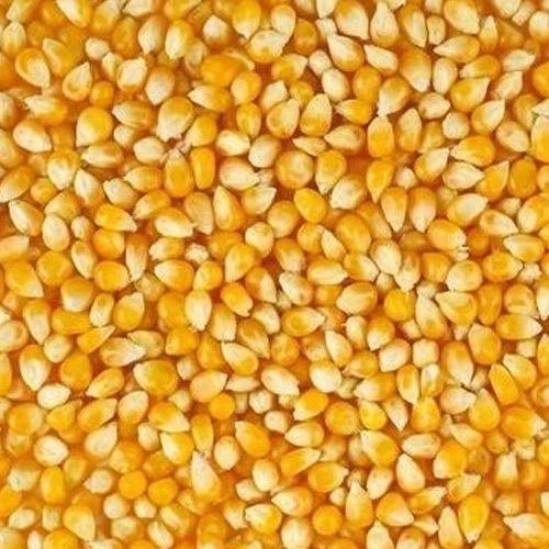 Yellow Raw Maize, High in Protein
