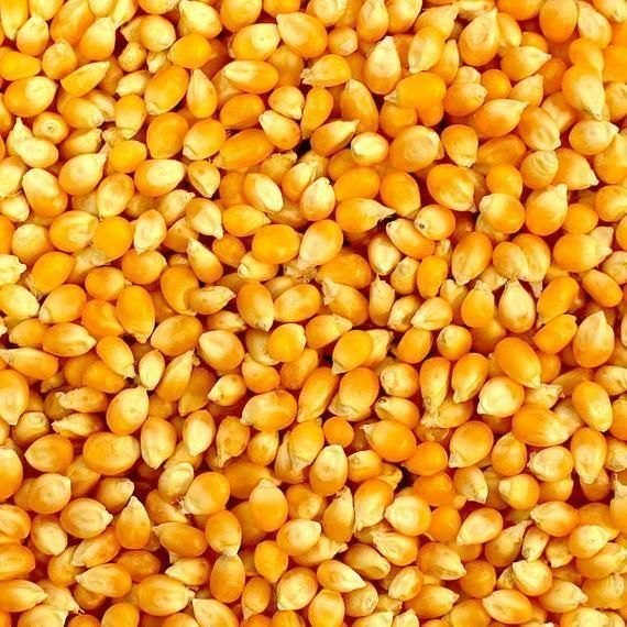 Yellow Corn Maize, Organic