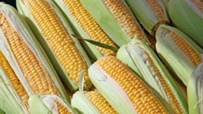 Raw Maize