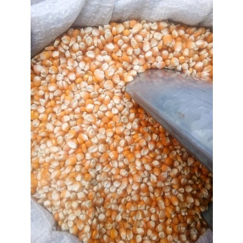 Indian Raw Maize, High in Protein