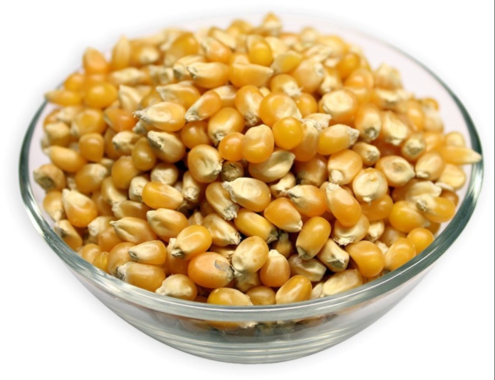 Dried Raw Maize Seeds, 9%, Packaging Size: Loose