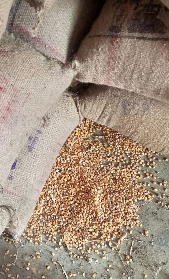 Local grown Yellow Maize