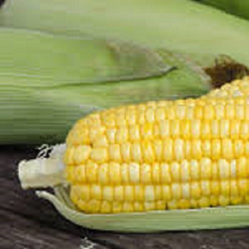 Yellow Maize