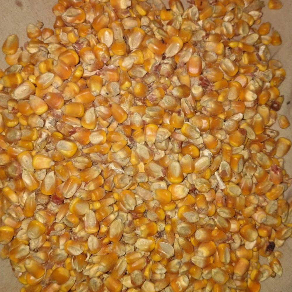Dried Yellow BD Quality Maize, For Food Processing, High in Protein