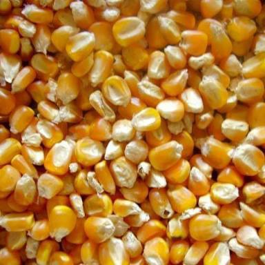 Raw Maize