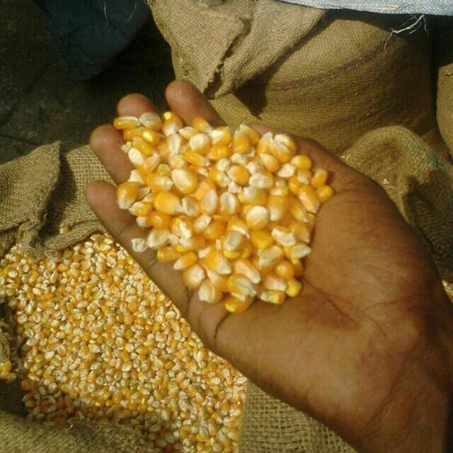 Yellow And Orange Feed Grade Animal Feed Corn Maize