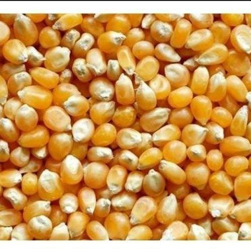 Raw Maize Seeds, Gluten Free