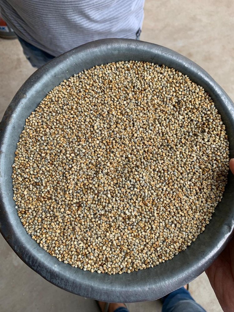 Yellow Millet, High in Protein