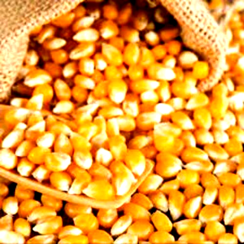 KAYRA Natural Yellow Maize, For Food/Feed, High in Protein