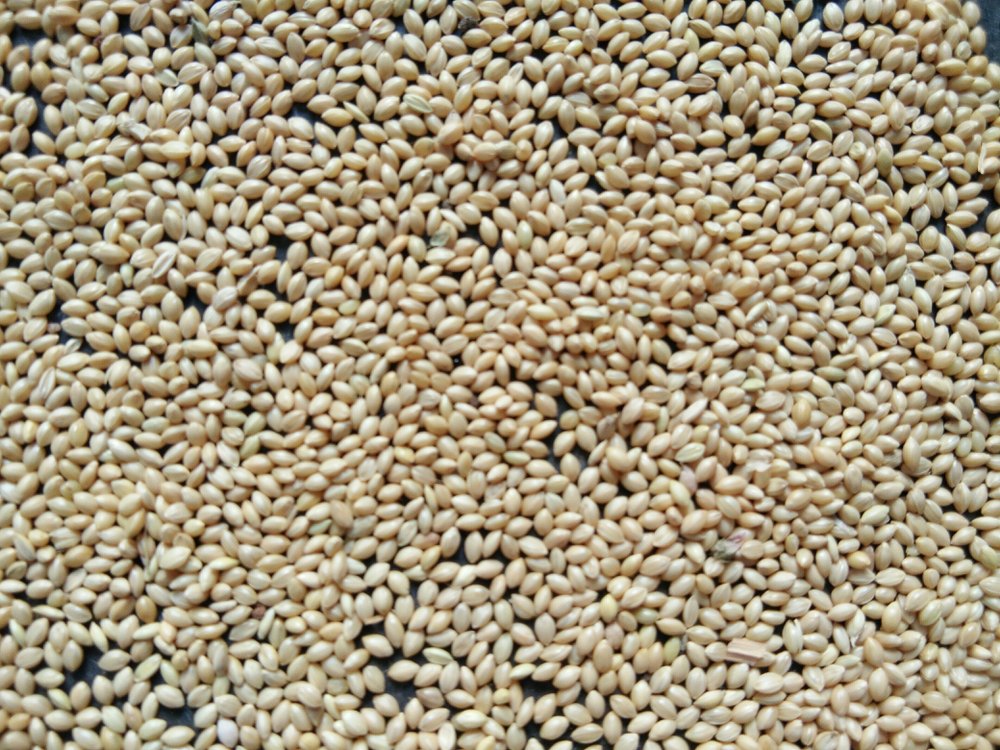 Yellow Millet