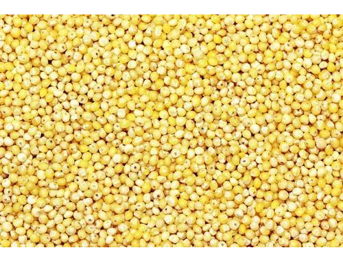 Yellow Millet