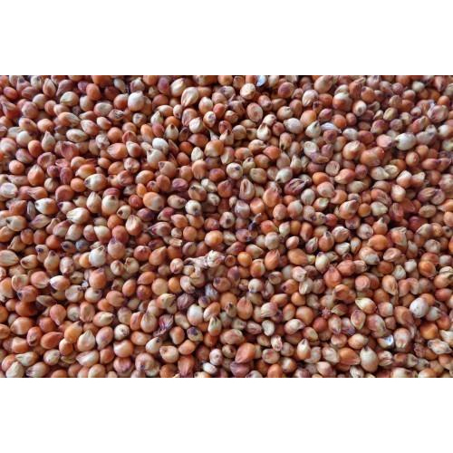 Theni Thaniyam Natural Great Millet Seeds, Packaging Type: Packet, Packaging Size: 1 kg