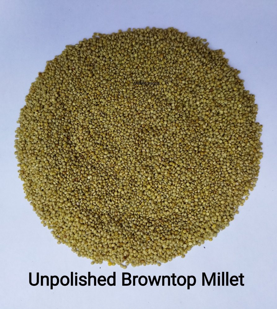 Unpolished Browntop Millet