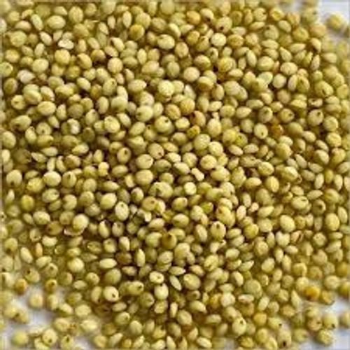 LOCAL Yellow Brown Top Millet Bangalore, High in Protein