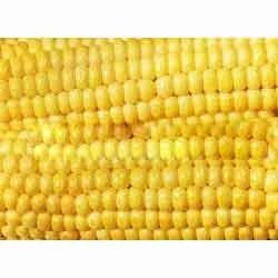 Dry Maize Grain