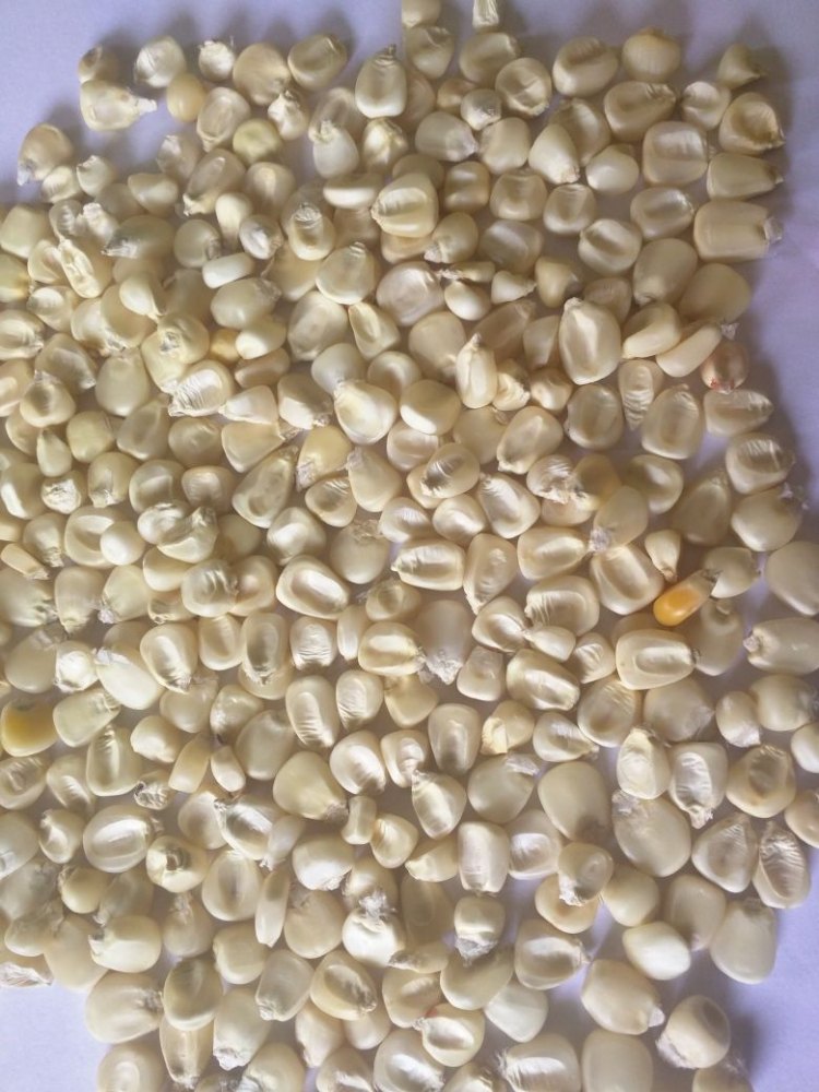Indian Small White Maize