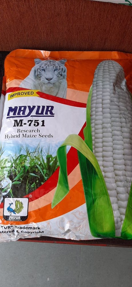 Hybrid Maize Mayur White