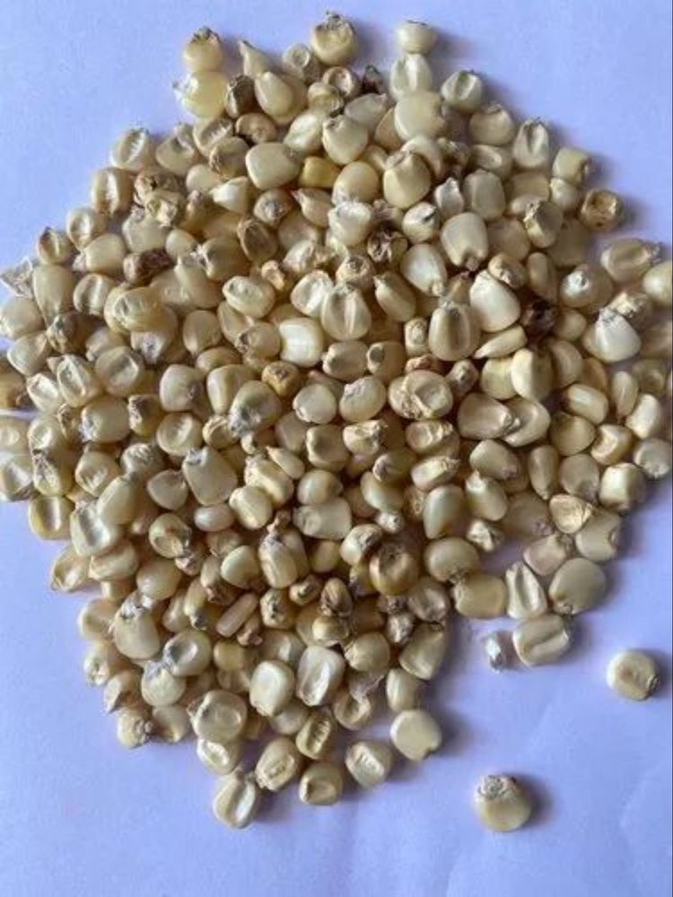 Dried Organic White Maize Seeds, 5%, Packaging Size: Loose