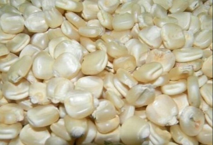Bulk White Maize, Organic