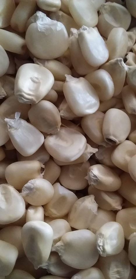 Fidi Fresh Grain White Maize, Gluten Free
