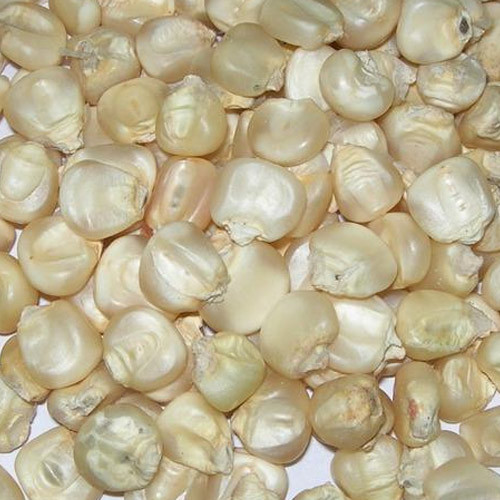 50 kg Gluten Free White Maize, Packaging: Bag